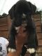 Boxer Puppies for sale in Cleveland, OH, USA. price: $350