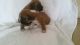 Boxer Puppies for sale in Ahsahka, ID 83520, USA. price: NA