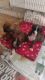 Boxer Puppies for sale in Spokane, WA, USA. price: $3