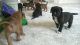 Boxer Puppies for sale in Akeley, MN 56433, USA. price: NA