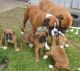 Boxer Puppies for sale in Akeley, MN 56433, USA. price: NA