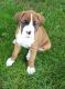 Boxer Puppies for sale in Dayton, OH, USA. price: NA