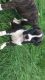 Boxer Puppies for sale in Flushing, MI 48433, USA. price: $800