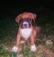 Boxer Puppies for sale in Knoxville, TN 37914, USA. price: NA