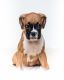 Boxer Puppies for sale in Port Richey, FL, USA. price: $1,500
