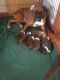 Boxer Puppies for sale in OR-35, Oregon, USA. price: NA