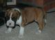 Boxer Puppies for sale in Chicago Private, Ottawa, ON K2A 3G9, Canada. price: NA