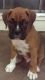 Boxer Puppies for sale in McHenry, IL, USA. price: NA