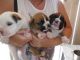 Boxer Puppies for sale in San Jose, CA, USA. price: NA