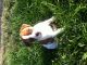 Boxer Puppies for sale in Germantown, OH, USA. price: NA