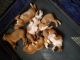 Boxer Puppies for sale in Hampstead, NC, USA. price: NA