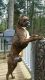 Boxer Puppies for sale in Spanaway, WA, USA. price: NA