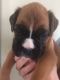 Boxer Puppies for sale in Minnesota St, St Paul, MN 55101, USA. price: NA