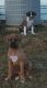Boxer Puppies for sale in Norcross, GA, USA. price: NA