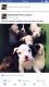 Boxer Puppies for sale in Levittown, PA, USA. price: NA