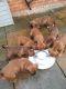 Boxer Puppies for sale in Massachusetts Ave, Boston, MA, USA. price: NA