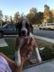 Boxer Puppies for sale in Richland County, SC, USA. price: NA
