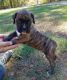Boxer Puppies for sale in Scottsburg, IN 47170, USA. price: NA