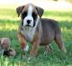 Boxer Puppies for sale in Costa Verde Blvd, San Diego, CA 92122, USA. price: NA