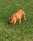 Boxer Puppies for sale in Herrin, IL, USA. price: NA