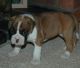 Boxer Puppies for sale in Alabama Ave SE, Washington, DC, USA. price: NA