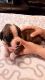 Boxer Puppies for sale in AR-98, Emerson, AR 71740, USA. price: NA