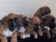 Boxer Puppies for sale in Los Angeles, CA 90005, USA. price: NA