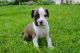 Boxer Puppies for sale in New York County, NY, USA. price: NA