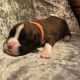 Boxer Puppies for sale in Maryland City, MD, USA. price: NA
