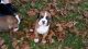 Boxer Puppies for sale in Grand Rapids, MI, USA. price: NA