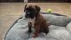 Boxer Puppies for sale in Alberta Ave, Staten Island, NY 10314, USA. price: NA