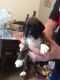 Boxer Puppies for sale in New York, IA 50238, USA. price: NA