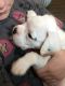 Boxer Puppies for sale in Texas City, TX, USA. price: NA