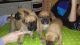 Boxer Puppies for sale in Peachtree Rd NE, Atlanta, GA, USA. price: $300