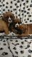 Boxer Puppies for sale in Millersburg, OH 44654, USA. price: NA
