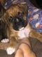 Boxer Puppies for sale in Banks, OR 97106, USA. price: NA