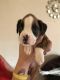 Boxer Puppies for sale in Los Angeles, CA 90005, USA. price: NA