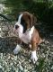 Boxer Puppies for sale in Waco, TX, USA. price: NA