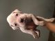 Boxer Puppies for sale in Warrensburg, MO 64093, USA. price: NA