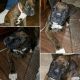 Boxer Puppies for sale in 15474 S Main St, Point Marion, PA 15474, USA. price: NA