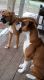 Boxer Puppies for sale in Arcadia, MI 49613, USA. price: $600
