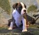 Boxer Puppies for sale in San Francisco, San Antonio, TX 78201, USA. price: NA