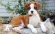 Boxer Puppies for sale in Pavoorchatram, Tamil Nadu 627808, India. price: 12000 INR