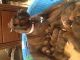 Boxer Puppies for sale in Reagan, TN 38368, USA. price: $800