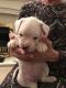 Boxer Puppies for sale in NC-54, Burlington, NC 27215, USA. price: NA
