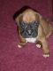 Boxer Puppies for sale in California Ave, South Gate, CA 90280, USA. price: NA