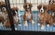 Boxer Puppies for sale in Peachtree Rd NE, Atlanta, GA, USA. price: NA