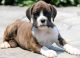 Boxer Puppies for sale in Seattle, WA 98103, USA. price: NA