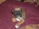 Boxer Puppies for sale in Boston, MA, USA. price: NA