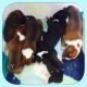 Boxer Puppies for sale in Lancaster, MA, USA. price: NA
